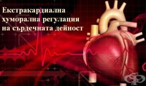Екстракардиална хуморална регулация на сърдечната дейност