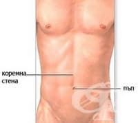 Каква е анатомията на пъпа и пъпната херния?