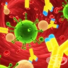 Автоимунна теория и роля на имунитета