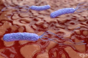   Helicobacter pylori