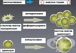 Морфологични критерии