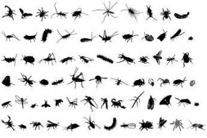 От кои насекоми биха могли да ни предпазват репелентите?