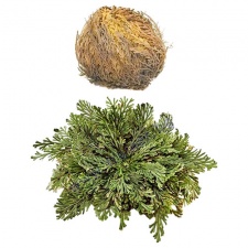 �� ������ ���������� ���� * 1