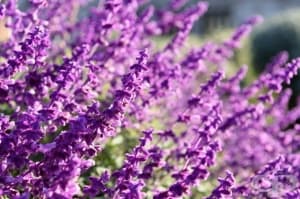 Открийте 5 полезни свойства на лавандулата