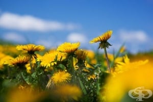 Облекчете ставните болки с помощта на глухарче