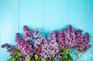 Как да приготвим тинктура от люляк и за какво да я използваме