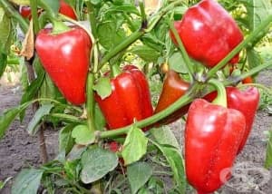Отгледайте си богата реколта пипер по мързеливия начин