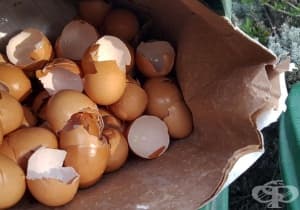 Открийте 8 необичайни употреби на яйчените черупки