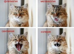 Определете дали сте флегматик, холерик, меланхолик или сангвиник с тест за 1 минута