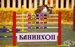 Канинхоп