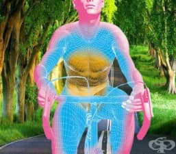 Тренировка за най-важните коремни мускули в колоезденето