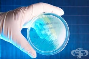 Изследване за псевдомонас