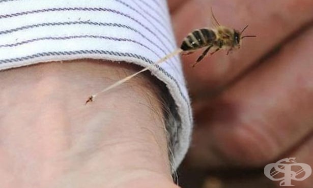 Домашни средства при ужилване от пчела и оса - изображение
