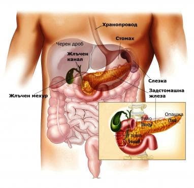Задстомашна жлеза (pancreas) - изображение