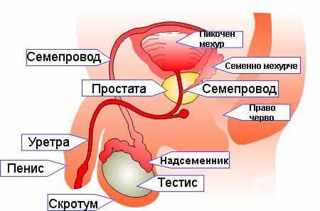    (systema genitalis masculina) - 
