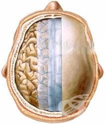 Обвивки на главния мозък (Meninges) - изображение