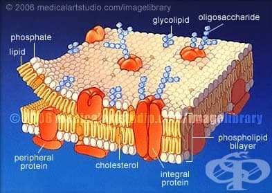Клетъчна мембрана (Plasmalemma) - изображение