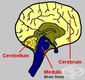 Продълговат мозък (medulla oblongata) - изображение