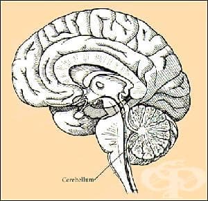 Малък мозък (Cerebellum) - изображение
