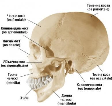 Cherep Cranium Anatomiya