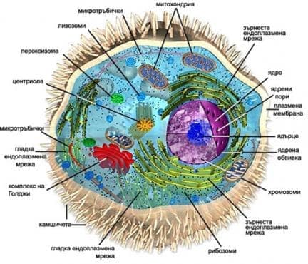 Цитология (Cytologia) - изображение