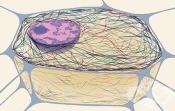 Немембранни органели - изображение
