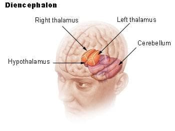 Междинен мозък (Diencephalon) - изображение