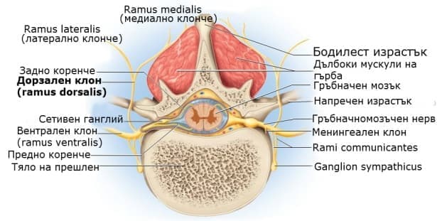      (rami dorsales nervi spinales) - 