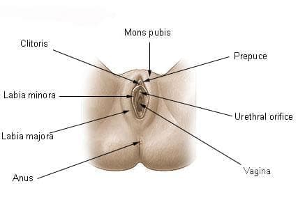 Външни полови органи (pudendum femininum) - изображение