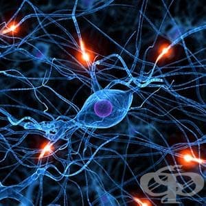 Функционални системи в ЦНС - изображение
