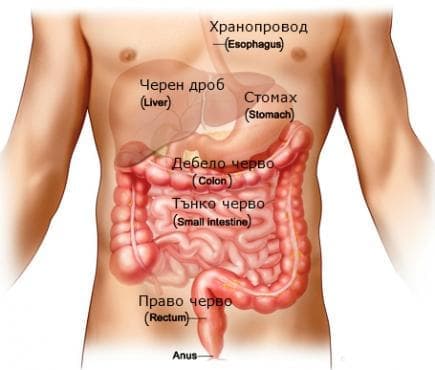 --   (systema gastro-entero-pancreati endocrinica) - 