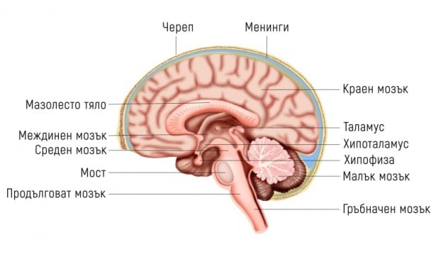 Главен мозък (encephalus) - изображение