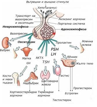   (glandula pituitaria) - 