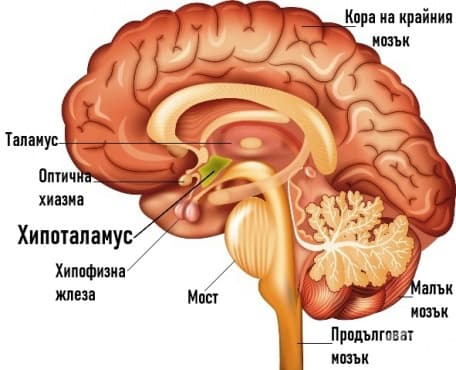 Хипоталамус (hypothalamus) - изображение