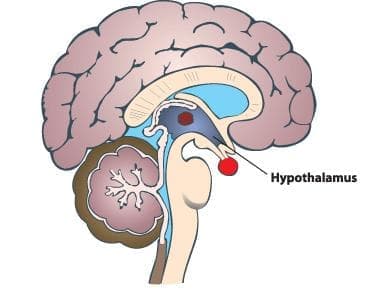 Хипоталамус (hypothalamus) - изображение