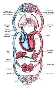 Кръвоносна и лимфна система (Systema circulatorius) - изображение