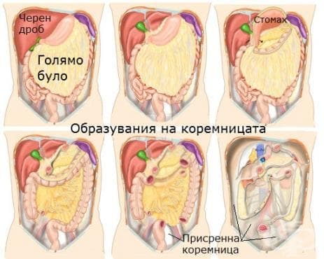 Коремница (peritoneum) - изображение