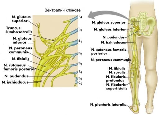   (plexus sacralis) - 