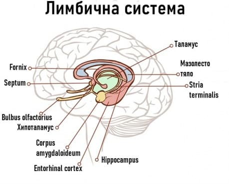   (Systema limbicum) - 