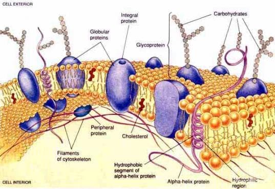 Функция и структура на протеините в клетъчните мембрани - изображение