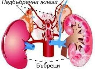 Надбъбречна жлеза (glandula suprarenalis) - изображение