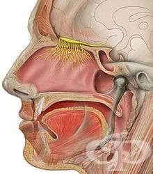   (nervus olfactorius) - 