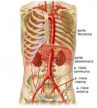    (arteria iliaca communis) - 