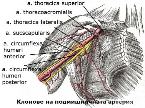   (arteria axillaris) - 