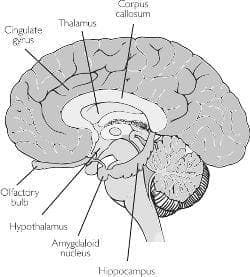 Обонятелен мозък (Rhinencephalon) - изображение