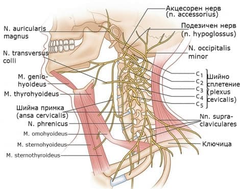   (plexus cervicalis) - 