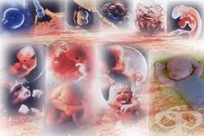 Специална ембриология - изображение