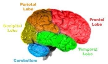 Краен мозък (Telencephalon, Cerebrum) - изображение
