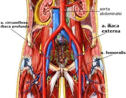    (arteria iliaca externa) - 