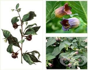         (Belladonna and derivatives in combination with psycholeptics) | ATC A03CB - 
